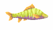 Greenhorn Gorbu